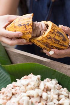 Fresh cocoa beans in the hand of a farmer.