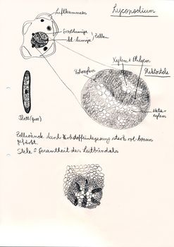 Hand drawing of microscopic herbal preparations