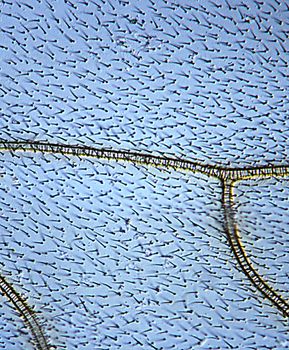 Wasp wing with veins