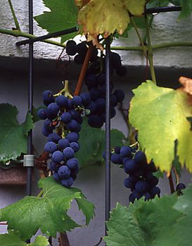 Grape vines with blue grapes on house wall