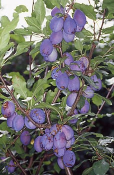 Plum tree with ripe fruit