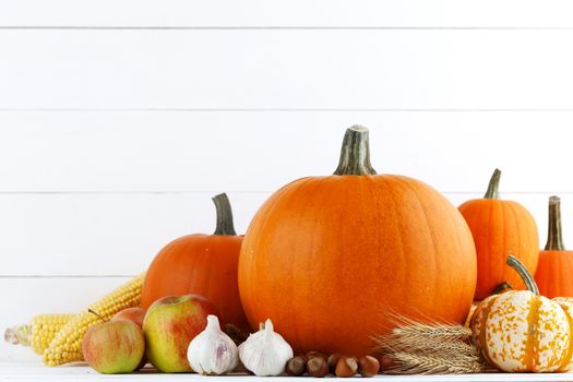 Autumn harvest still life with pumpkins , wheat ears , apples , garlic , onion on white wooden background