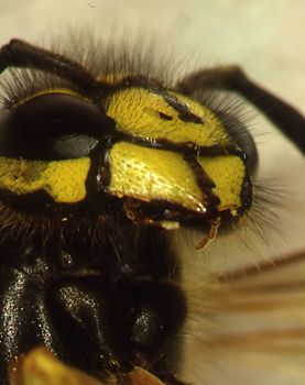 Wasp head and body with feelers and compound eyes