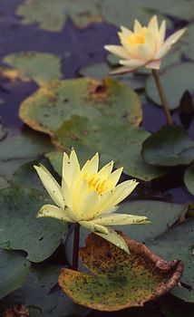 red and yellow water lilies on pond