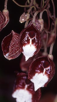 Pipe flower with red flowers