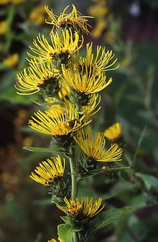 Helena herb with yellow flowers