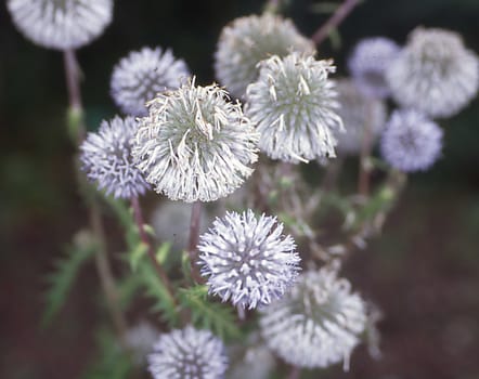 globular donkey thistle from southern Europe