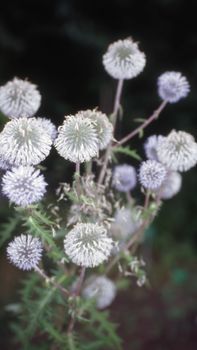 globular donkey thistle from southern Europe