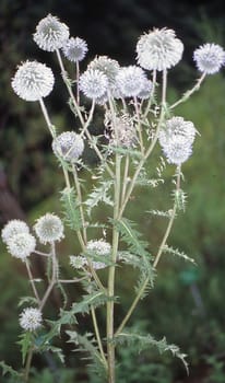 globular donkey thistle from southern Europe