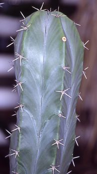 Column cactus with spines in the sandy bottom