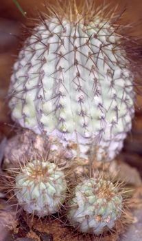 Cactus with spines close-up
