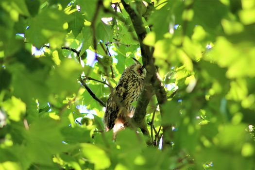 One long-eared owl sits on a branch in a plantane