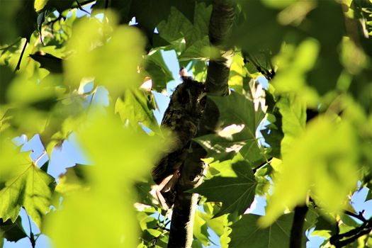 One long-eared owl sits on a branch in a plantane