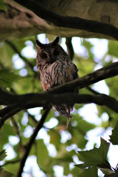 One long-eared owl sits on a branch in a plantane