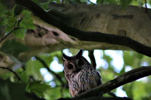 One long-eared owl sits on a branch in a plantane