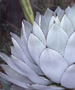 Agave with green leaves as a medicinal and medicinal plant