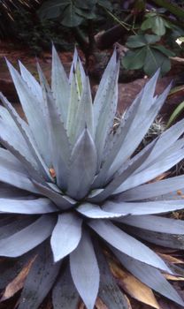 Agave with green leaves as a medicinal and medicinal plant