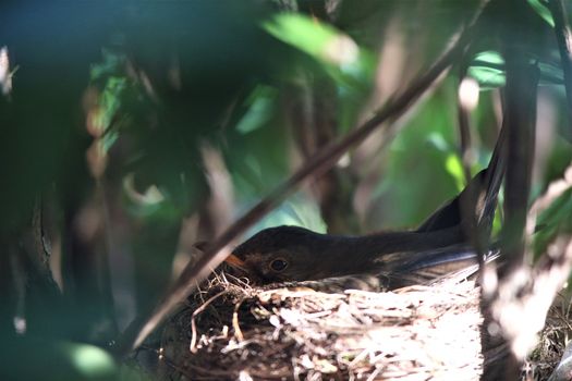 A throttle breeds in the nest in a rhododendron bush