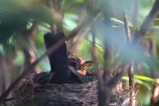 A throttle breeds in the nest in a rhododendron bush