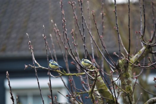 Two blue tits in spring on a bare apple tree