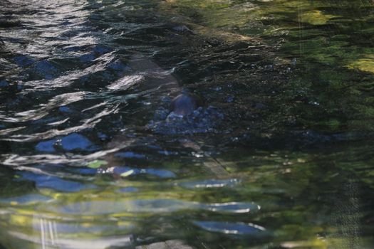 Animal and nature photos from the Schoenbrunn Zoo in Vienna on a hot day