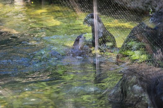 Animal and nature photos from the Schoenbrunn Zoo in Vienna on a hot day