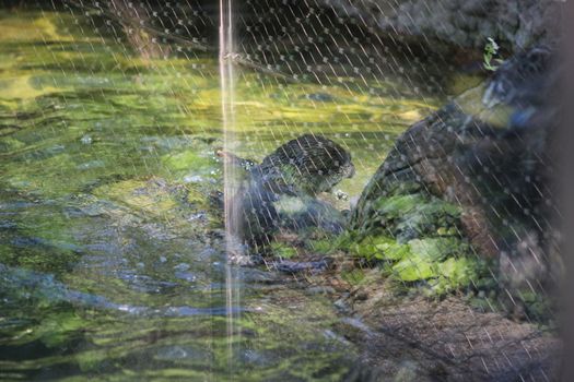 Animal and nature photos from the Schoenbrunn Zoo in Vienna on a hot day