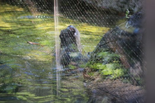 Animal and nature photos from the Schoenbrunn Zoo in Vienna on a hot day