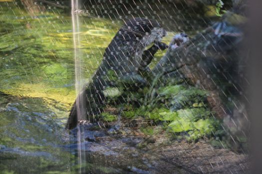 Animal and nature photos from the Schoenbrunn Zoo in Vienna on a hot day