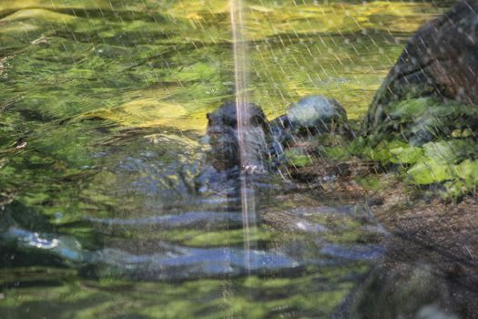 Animal and nature photos from the Schoenbrunn Zoo in Vienna on a hot day