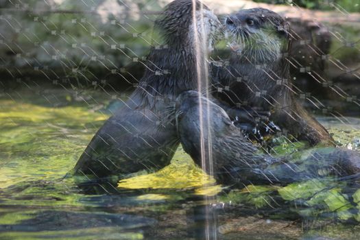 Animal and nature photos from the Schoenbrunn Zoo in Vienna on a hot day