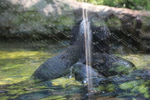 Animal and nature photos from the Schoenbrunn Zoo in Vienna on a hot day