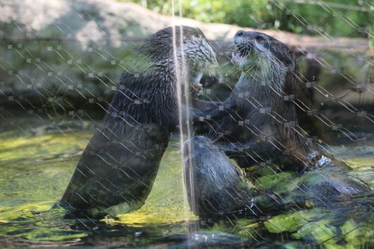 Animal and nature photos from the Schoenbrunn Zoo in Vienna on a hot day