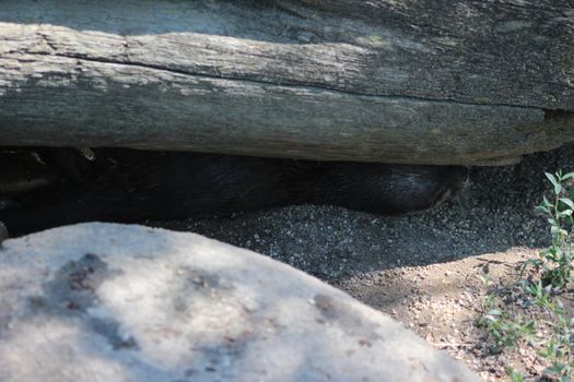 Animal and nature photos from the Schoenbrunn Zoo in Vienna on a hot day