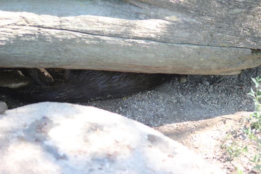 Animal and nature photos from the Schoenbrunn Zoo in Vienna on a hot day