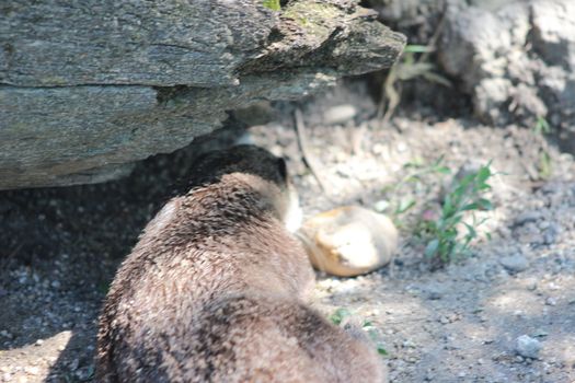 Animal and nature photos from the Schoenbrunn Zoo in Vienna on a hot day