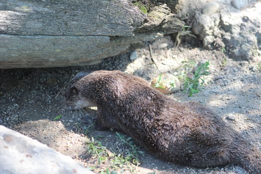 Animal and nature photos from the Schoenbrunn Zoo in Vienna on a hot day