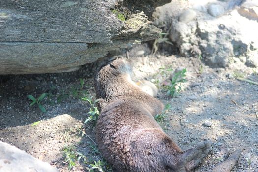 Animal and nature photos from the Schoenbrunn Zoo in Vienna on a hot day