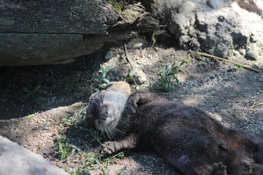 Animal and nature photos from the Schoenbrunn Zoo in Vienna on a hot day