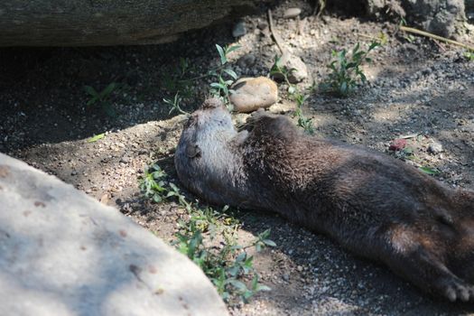 Animal and nature photos from the Schoenbrunn Zoo in Vienna on a hot day