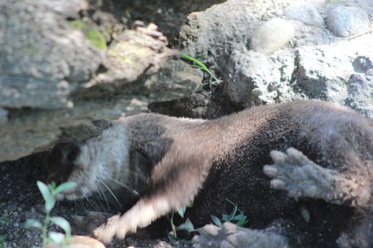 Animal and nature photos from the Schoenbrunn Zoo in Vienna on a hot day