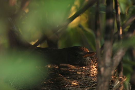 A throttle breeds in the nest in a rhododendron bush