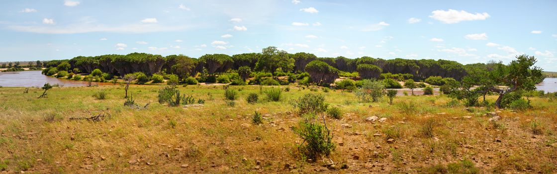 High resolution Tsavo east national park panorama with low bushes in foreground and doum palm trees behind river Galana in the back. Kenya