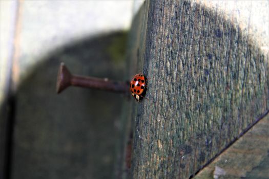 Ladybug walking on a wooden board