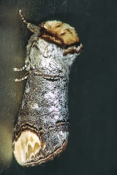 Moonspot butterfly sleeping on tree trunk