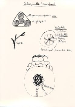 Hand drawing of microscopic herbal preparations
