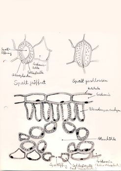 Hand drawing of microscopic herbal preparations