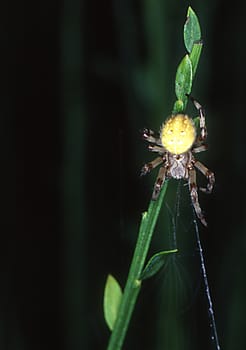 four-spotted garden spider lying in wait