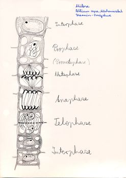 Hand drawing of microscopic herbal preparations