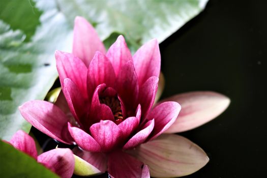 A close-up of a pink water lily with green leaf